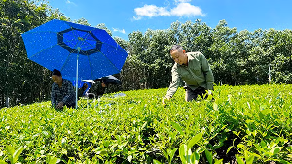 Gia đình ông Lâm Văn Khuyên vay 50 triệu đồng từ NHCSXH huyện để đầu tư cải tạo 3 sào chè và thoát nghèo từ năm 2022.