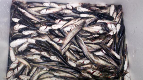 Những con cá trê giống này khi thả xuống ao hồ sẽ ăn hết các loại cá bé. Những con cá trê giống này khi thả xuống ao hồ sẽ ăn hết các loại cá bé