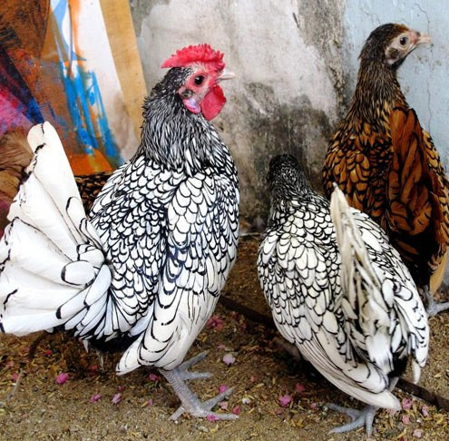 Bộ lông trắng viền đen, đồng viên đen của những con gà vảy cá được xếp ly gọn gàng. Ảnh: HC. Bộ lông trắng viền đen, đồng viên đen của những con gà vảy cá được xếp ly gọn gàng. Ảnh: HC