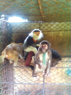 Chú voọc lông đen, mặt trắng, hai tay trắng đã được bán cho một đại gia với giá 5 triệu đồng