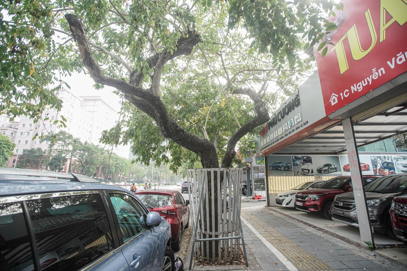 Được biết, hàng cây sưa đỏ trên đường Nguyễn Văn Huyên có tuổi đời khoảng 30 năm, giá trị hàng chục tỷ đồng/cây.