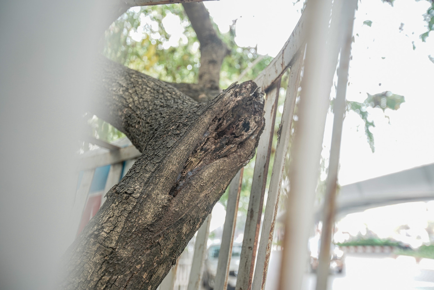 Nhiều cành cây khô héo, khẳng khiu, trơ trụi, "thiếu màu xanh".