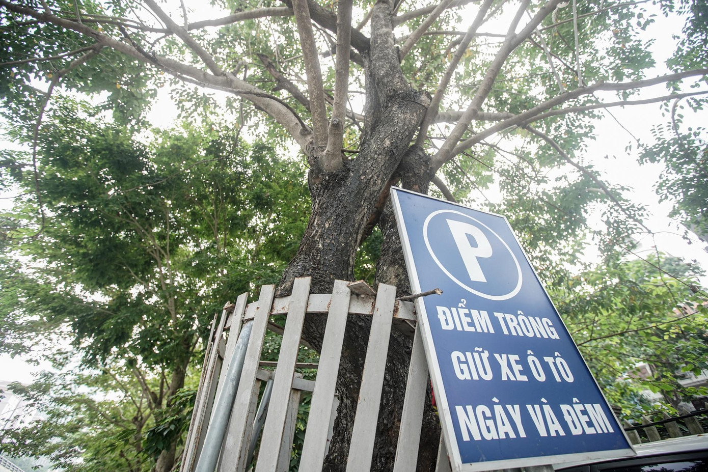 Ghi nhận của PV, hàng cây "đắt hơn vàng" này được bọc sắt nhiều lớp rất cẩn thận. Rào sắt cao khoảng 2m được dựng lên từ gốc đến thân. Tuy nhiên bên trong lồng sắt, nhiều cành cây trơ trụi lá, khô héo...