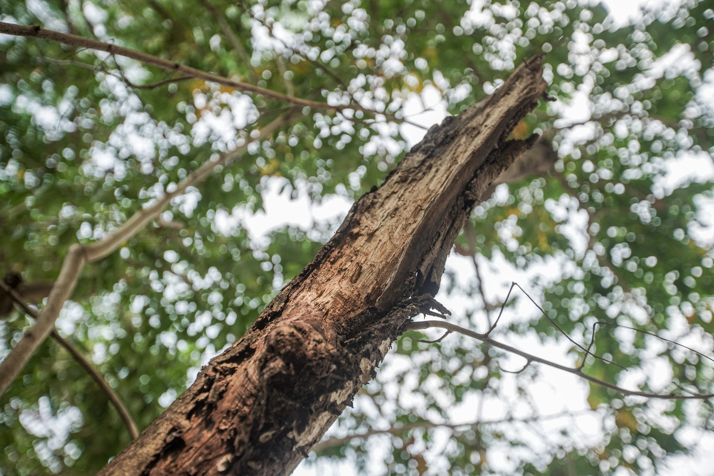 Nhiều cành cây khô héo, khẳng khiu, trơ trụi, "thiếu màu xanh".