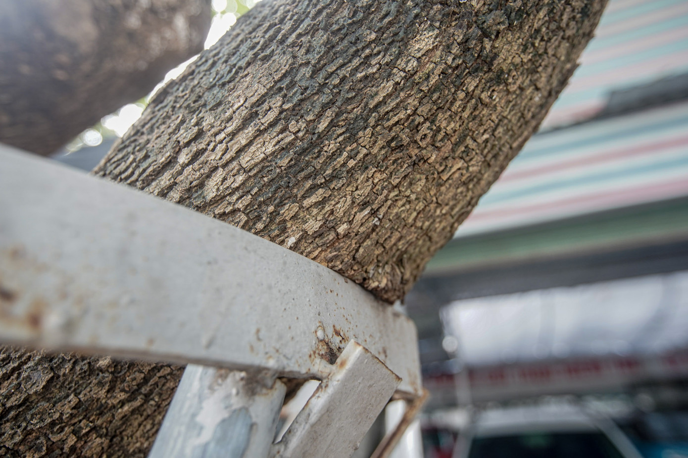 Phần thân cây bị biến dạng khi bị các thanh sắt siết lại.