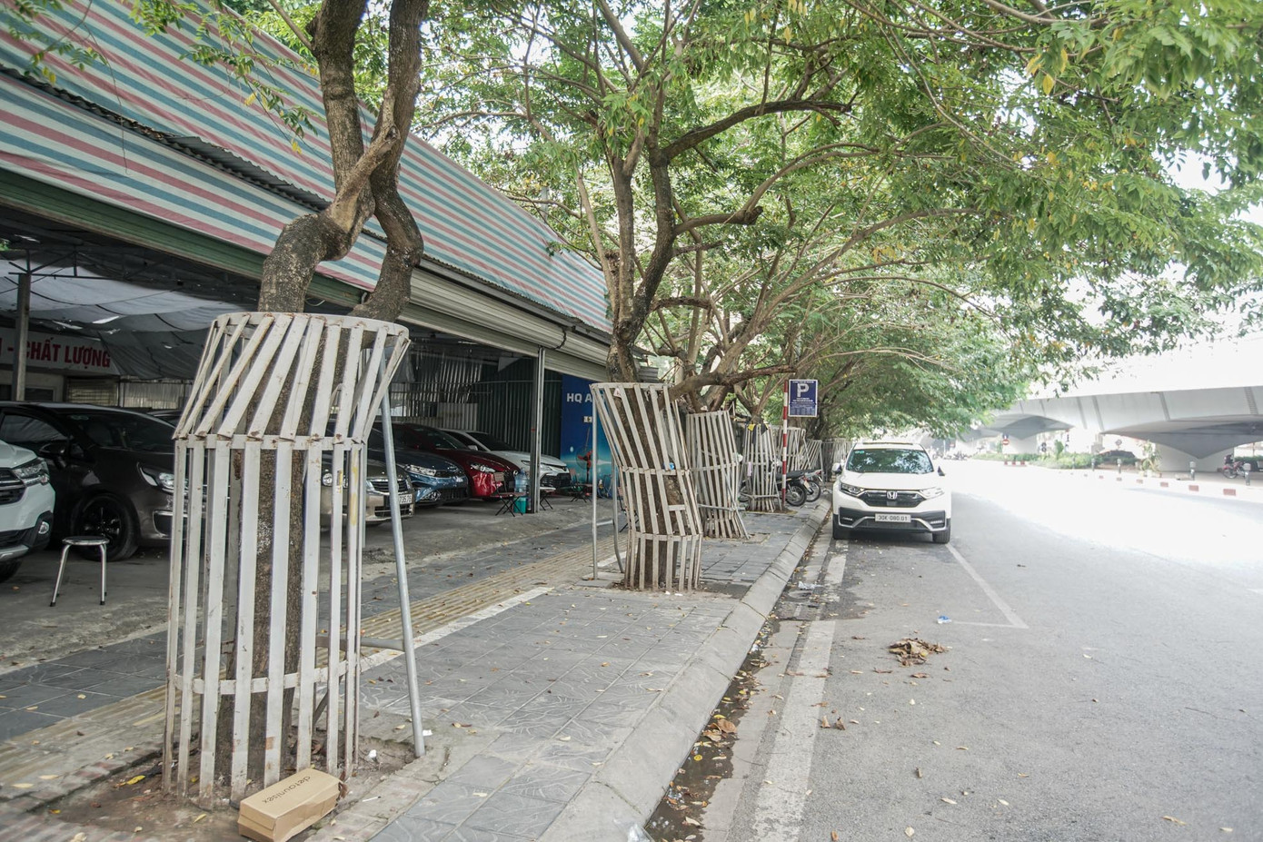 Để bảo vệ hàng cây sưa đỏ quý hiếm trên đường Nguyễn Văn Huyên (Cầu Giấy, Hà Nội) khỏi trộm cắp, năm 2020, thành phố Hà Nội cho lắp đặt nhiều lớp hàng rào sắt xung quanh từ gốc đến thân cây. Tuy nhiên sau nhiều năm, hàng cây đang dần bị "kìm hãm" bởi những chiếc lồng sắt này.