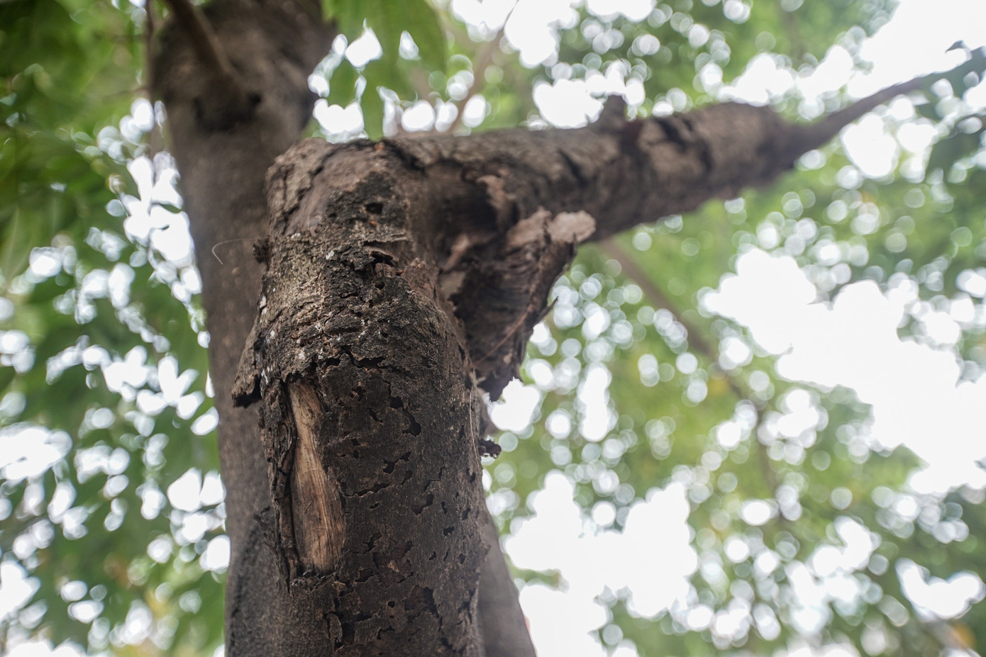 Nhiều cành cây khô héo, khẳng khiu, trơ trụi, "thiếu màu xanh".
