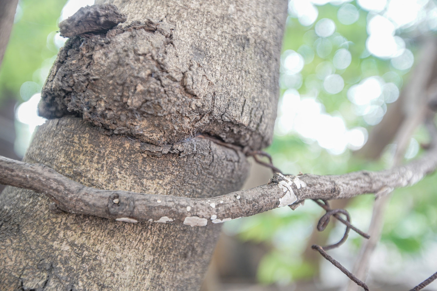 Thân cây biến dạng khi bị siết chặt bởi thanh sắt.