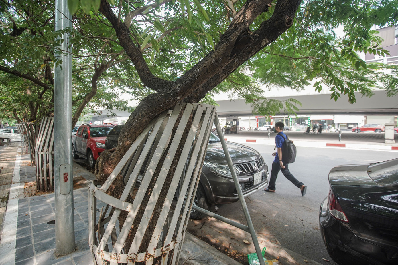 "Chất lượng của cây phải đo đạc mới đánh giá được, tuy nhiên nhìn qua có thể thấy phần thân và cành đều có dấu hiệu bong tróc", ông H. (Cầu Giấy, Hà Nội) cho biết.