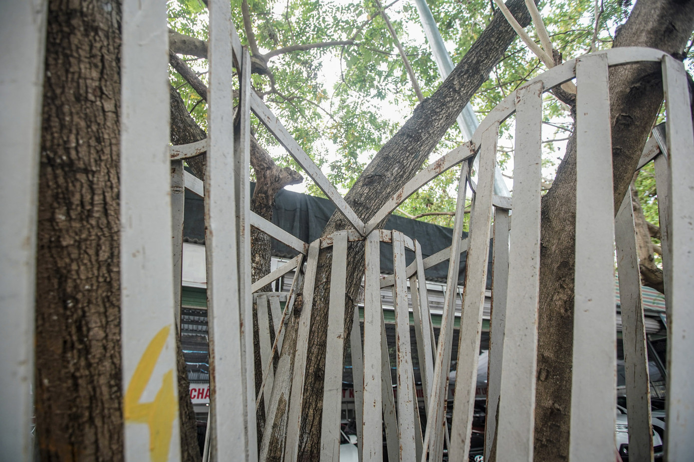 Hệ thống khung sắt chằng chịt, ảnh hưởng đến sự phát triển tự nhiên của cây.