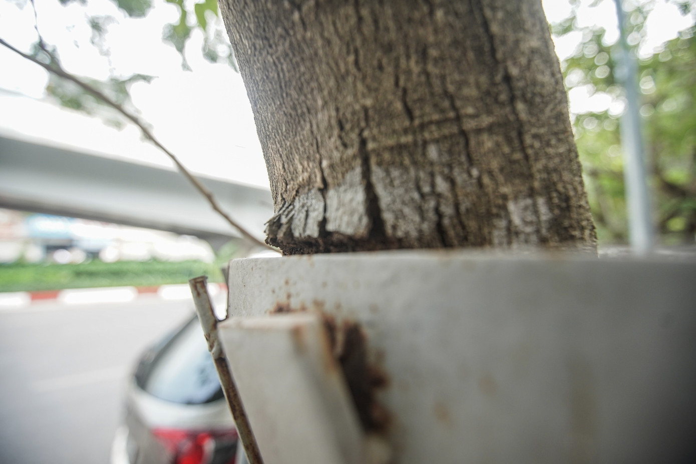 Phần thân cây bị biến dạng khi bị các thanh sắt siết lại.