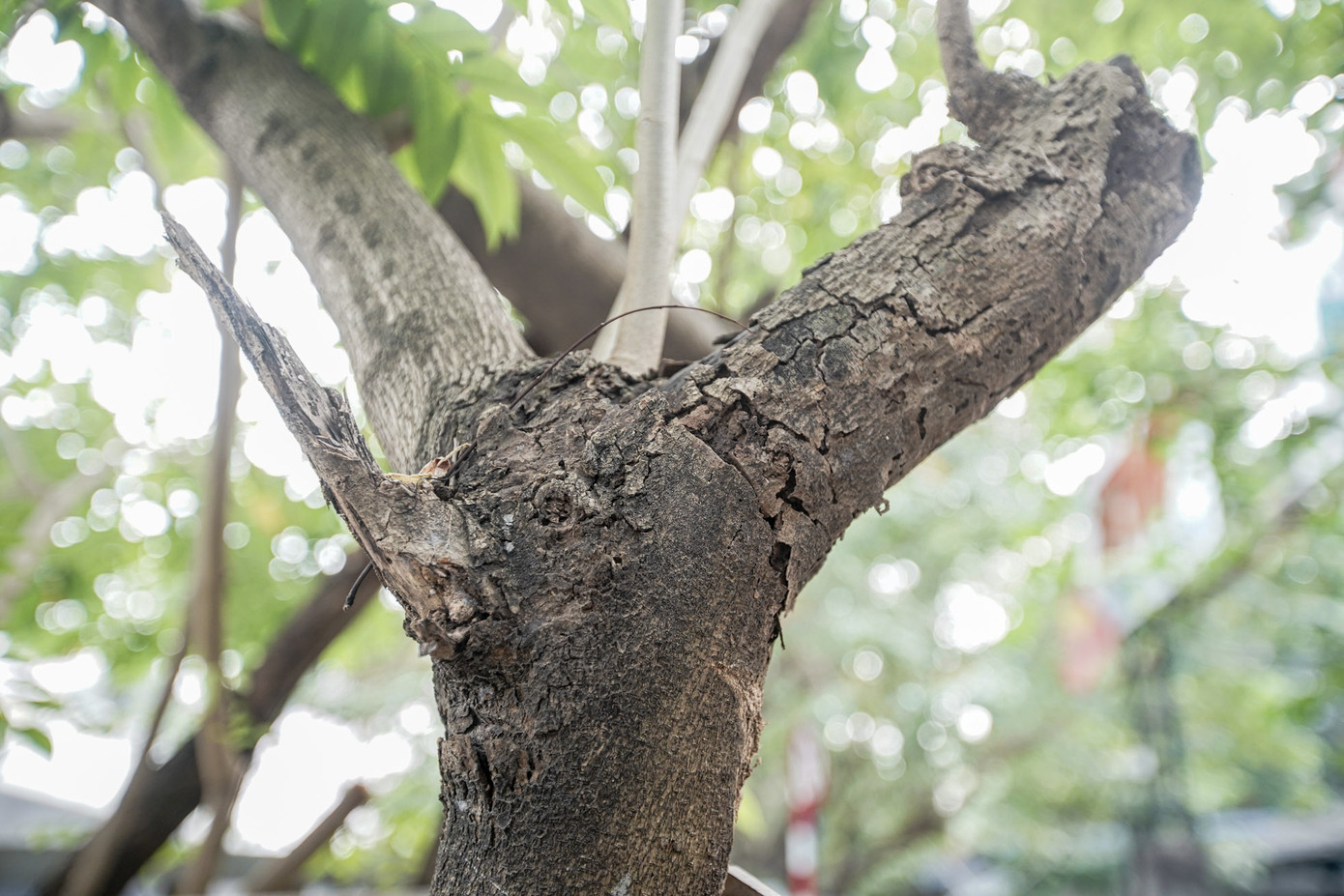 Nhiều cành cây khô héo, khẳng khiu, trơ trụi, "thiếu màu xanh".