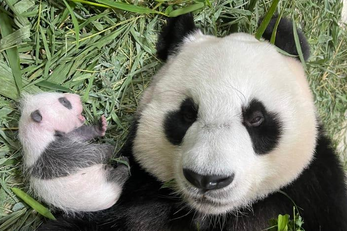 Gấu mẹ Jia Jia và con