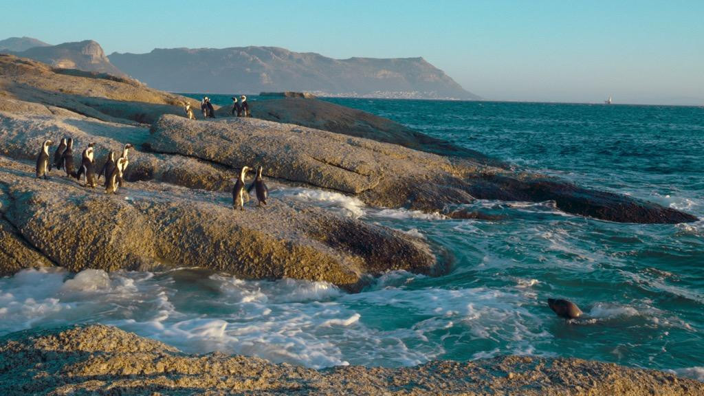 Thị trấn cánh cụt