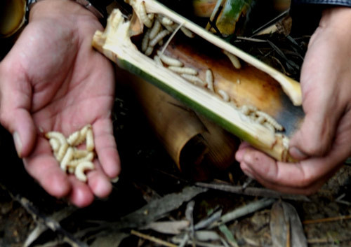 Đến mùa đông, mỗi lần lên rẫy, người Pa Cô lại đi tìm sùng tre về chế biến món ơm pờ rèng