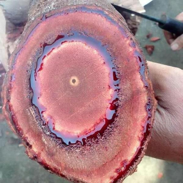 Huyết đằng giúp bổ máu