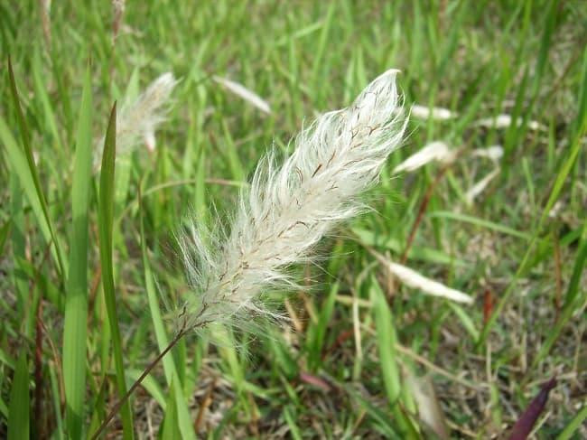 Rễ cỏ tranh hỗ trợ tan huyết, ứ huyết, tăng tuần hoàn máu