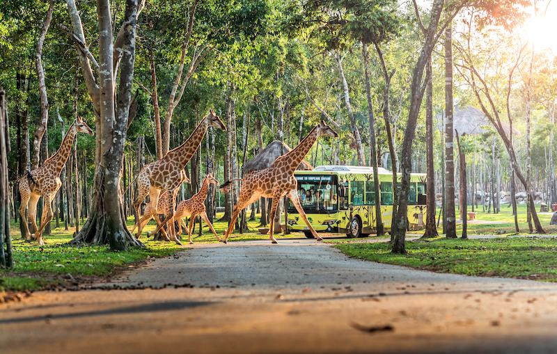 Tham quan khu bảo tồn thiên nhiên và động vật hoang dã Vinpearl Safari luôn là một trải nghiệm khó quên với bất cứ ai.