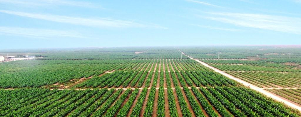 Chăn nuôi heo và tiếp tục trồng cây ăn trái là trọng tâm phát triển của HAGL trong thời gian tới.