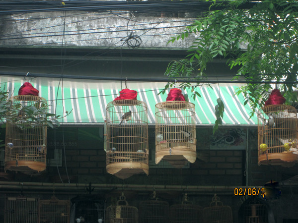 Những chiếc lồng chim cũng lủng lẳng trên đầu người tham gia giao thông