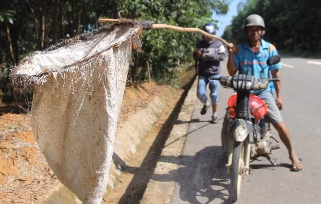 Săn trứng kiến kiếm tiền triệu ở Quảng Nam ảnh 10