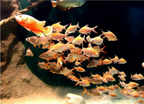 Đa dạng sinh vật thủy sinh lung linh sắc màu.