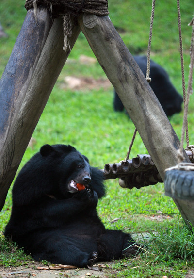 Nhưng hiện nay, trước nguy cơ Trung tâm phải đóng cửa, không biết số phận của những chú gấu này sẽ đi về đâu?