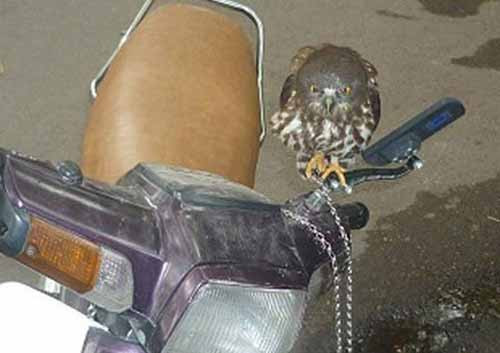 Cú mèo trở thành vật nuôi 