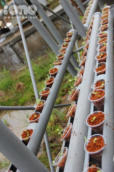 Một góc mô hình trồng rau đã hoàn chỉnh