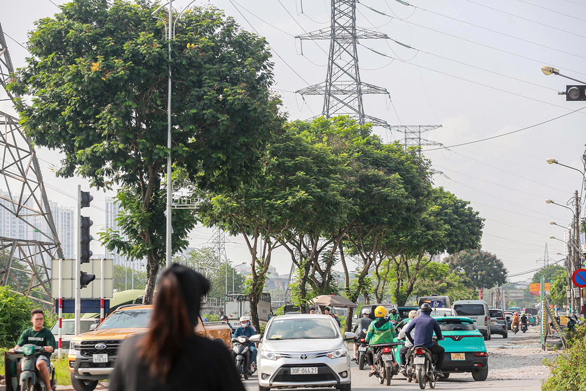 Được biết, lý do việc chặt hạ số lượng lớn cây xanh khi thực hiện dự án mở rộng đường Tam Trinh là những cây này được kết luận bị mục gốc, mục thân, cong queo, cụt ngọn. Ảnh: Duy Phạm.