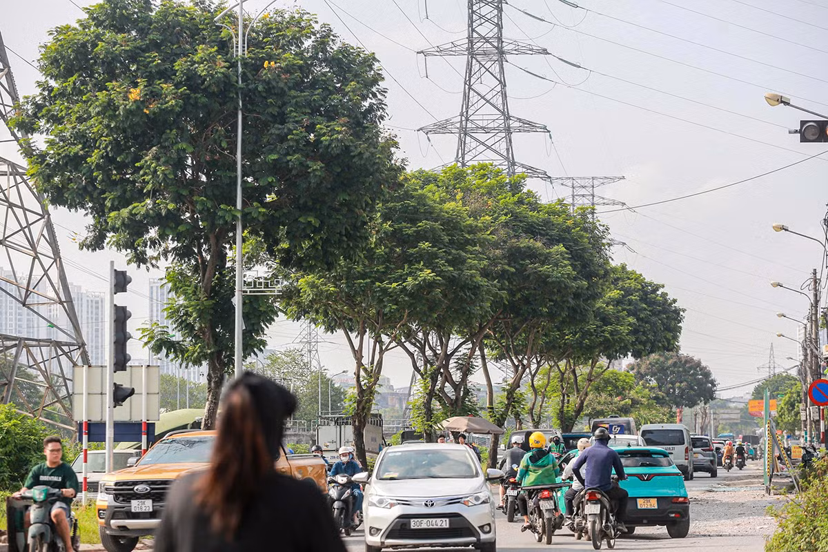 Được biết, lý do việc chặt hạ số lượng lớn cây xanh khi thực hiện dự án mở rộng đường Tam Trinh là những cây này được kết luận bị mục gốc, mục thân, cong queo, cụt ngọn. Ảnh: Duy Phạm.
