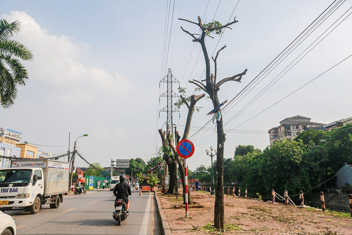 Nhiều cây xanh được cắt ngọn, chặt cành, chờ phương án xử lý. Ảnh: Duy Phạm.