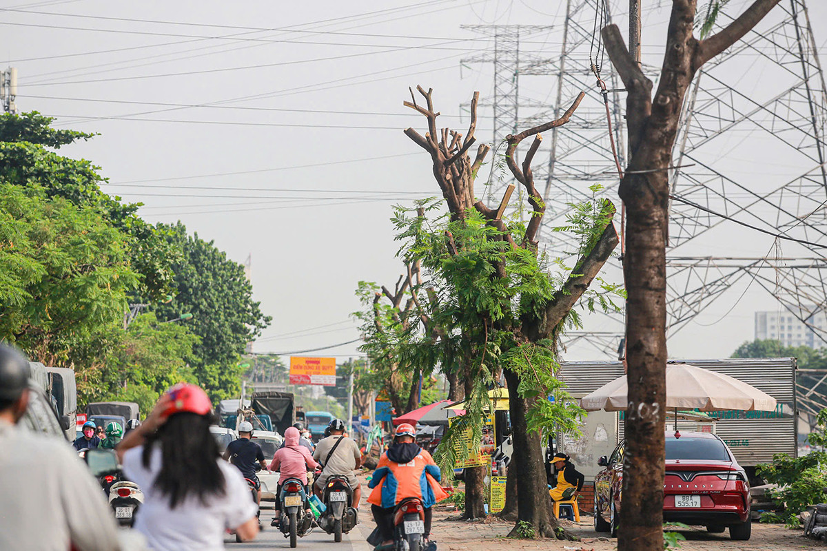 Nhiều cây xanh được cắt ngọn, chặt cành, chờ phương án xử lý. Ảnh: Duy Phạm.