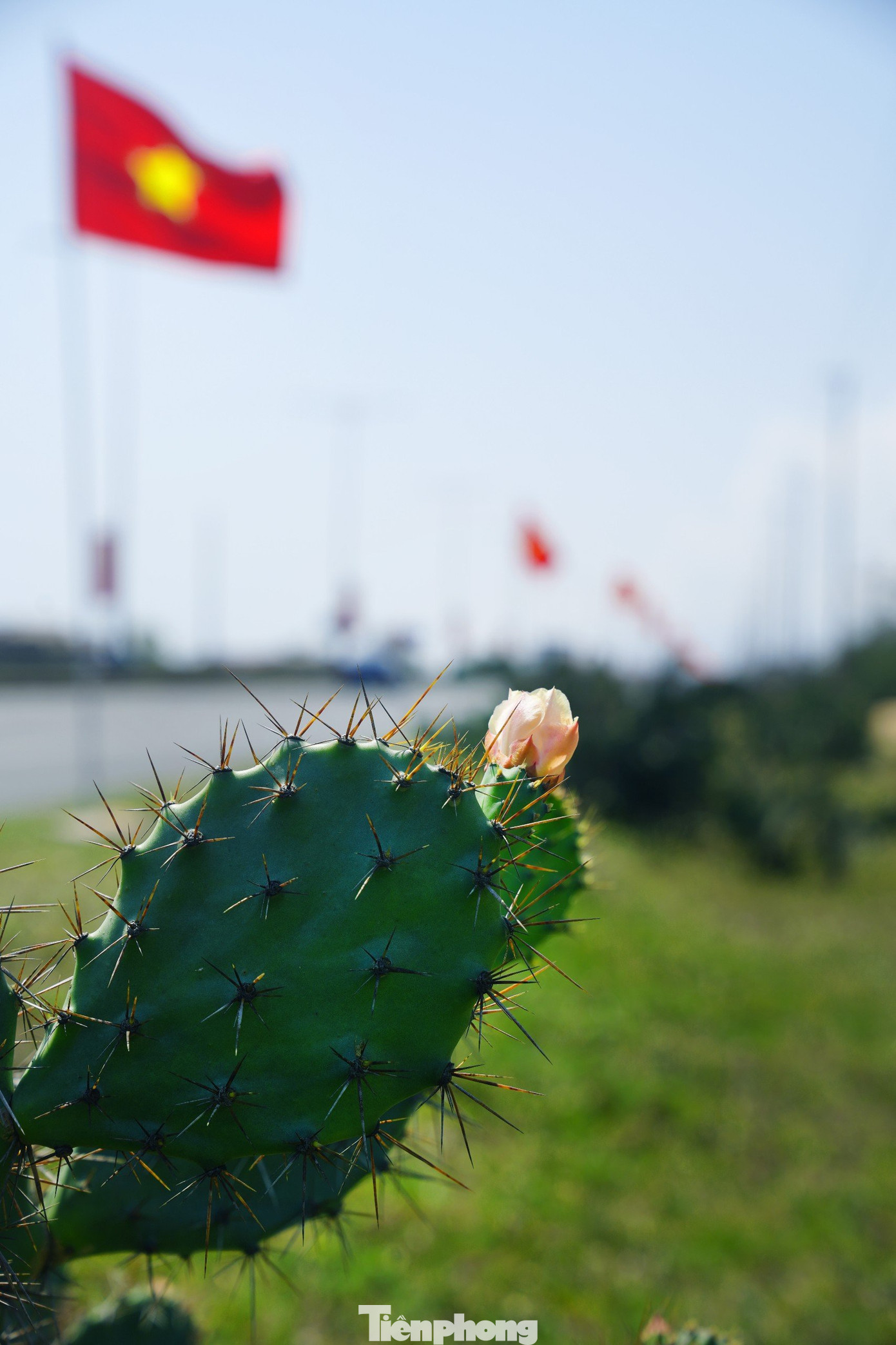 Hoa xương rồng nở ven đường chạy Tiền Phong Marathon 2024. Ảnh: Trọng Quân. Hoa xương rồng nở ven đường chạy Tiền Phong Marathon 2024. Ảnh: Trọng Quân.