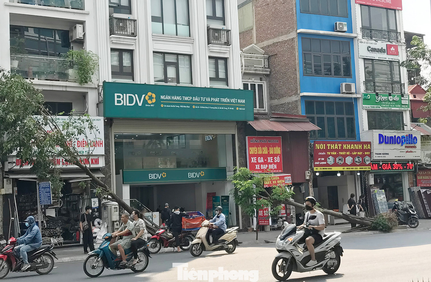 Có cây xanh đổ gần như nằm sát xuống vỉa hè. Ảnh: Trường Phong.