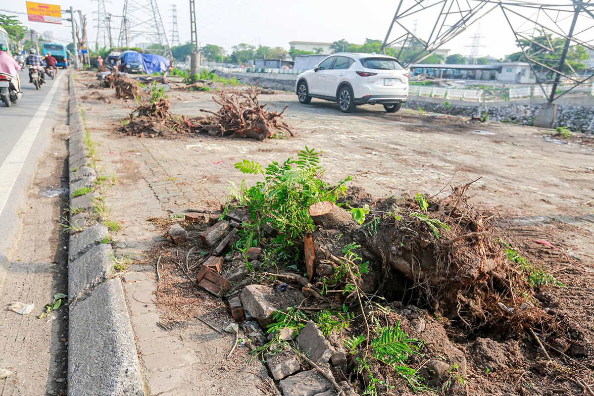 Tuy nhiên, nhiều cây xanh bị chặt hạ, cưa gốc. Theo tìm hiểu của phóng viên, sẽ có hơn 180 cây xanh bị chặt hạ, gồm các loại như bàng, bằng lăng, bông gòn, đa, gáo, hoa sữa, muồng, xà cừ, phượng, sấu... Ảnh: Duy Phạm.