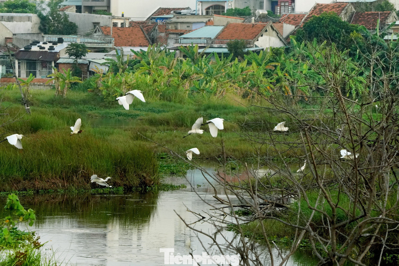 Một đàn cò thường xuyên về kiếm ăn khu vực đầm bãi ven đường Trần Hưng Đạo - nơi đường chạy Tiền Phong Marathon 2024 đi qua. Ảnh: Trọng Quân. Một đàn cò thường xuyên về kiếm ăn khu vực đầm bãi ven đường Trần Hưng Đạo - nơi đường chạy Tiền Phong Marathon 2024 đi qua. Ảnh: Trọng Quân.
