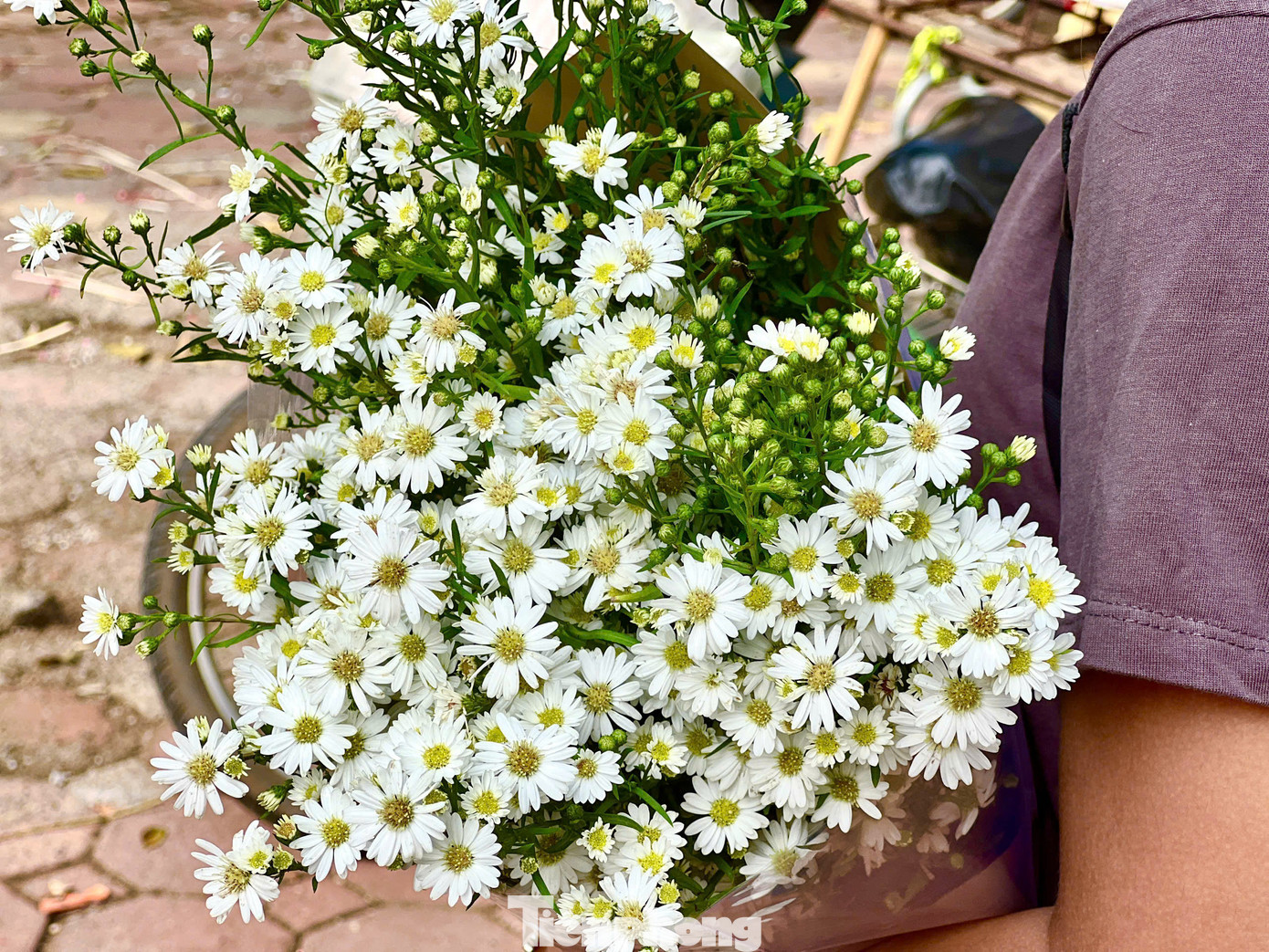 Cúc hoạ mi là loại hoa khá độc đáo, có vẻ đẹp thanh lịch và tinh tế, từ lâu đã được coi như một "đặc trưng" trên phố phường Hà Nội mùa thu.