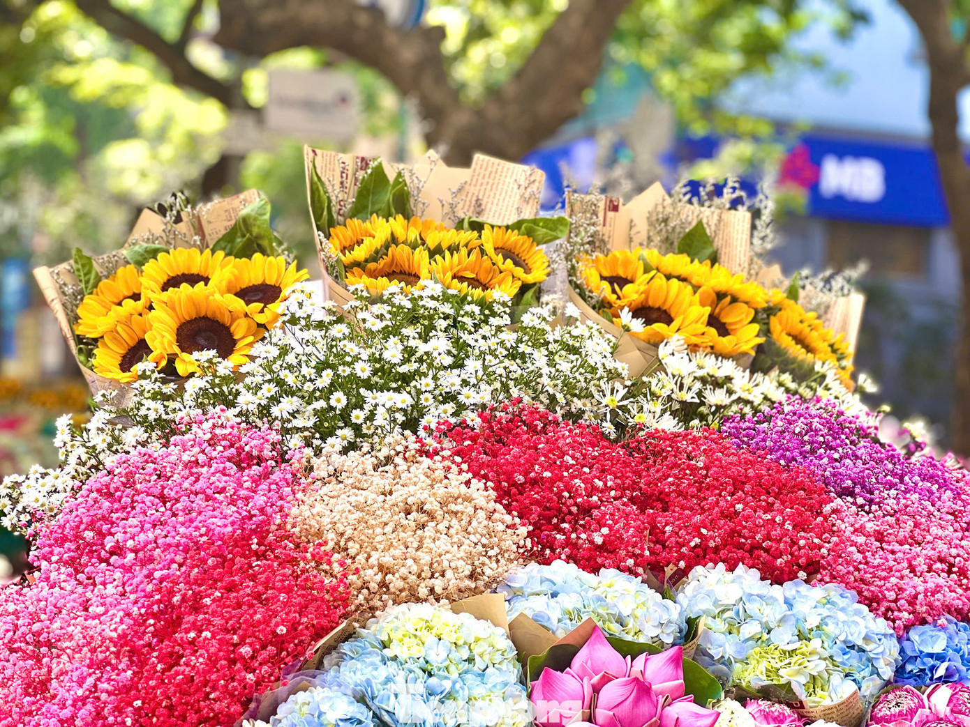 Theo những người buôn bán hoa, giá cúc hoạ mi dao động từ 100.000 - 150.000 đồng/bó nhỏ.