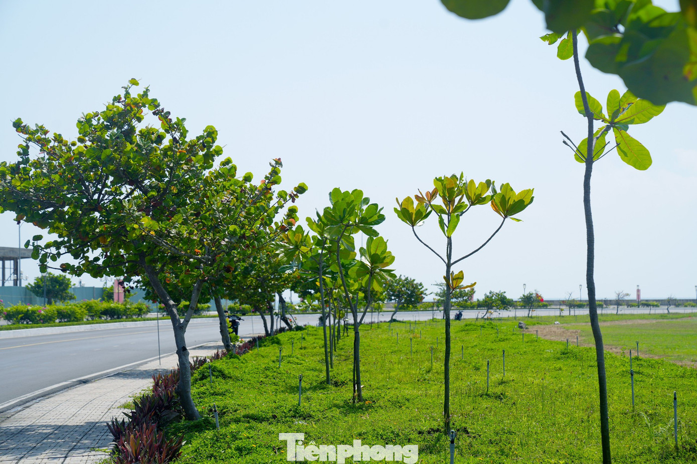 Những hàng cây tra, cây bàng vuông - đặc trưng của biển đảo được trồng khá nhiều trên đường phố thành phố Tuy Hoà (Phú Yên) - nơi tổ chức giải chạy Tiền Phong Marathon 2024. Ảnh: Trọng Quân. Những hàng cây tra, cây bàng vuông - đặc trưng của biển đảo được trồng khá nhiều trên đường phố thành phố Tuy Hoà (Phú Yên) - nơi tổ chức giải chạy Tiền Phong Marathon 2024. Ảnh: Trọng Quân.