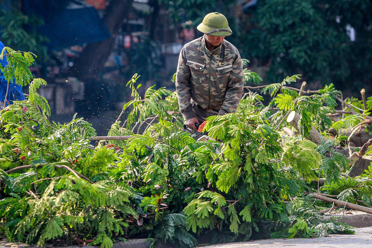 Những ngày qua, nhiều nhóm công nhân đã tiến hành cưa cành, cắt ngọn nhiều cây xanh ven tuyến đường Tam Trinh. Ảnh: Duy Phạm.