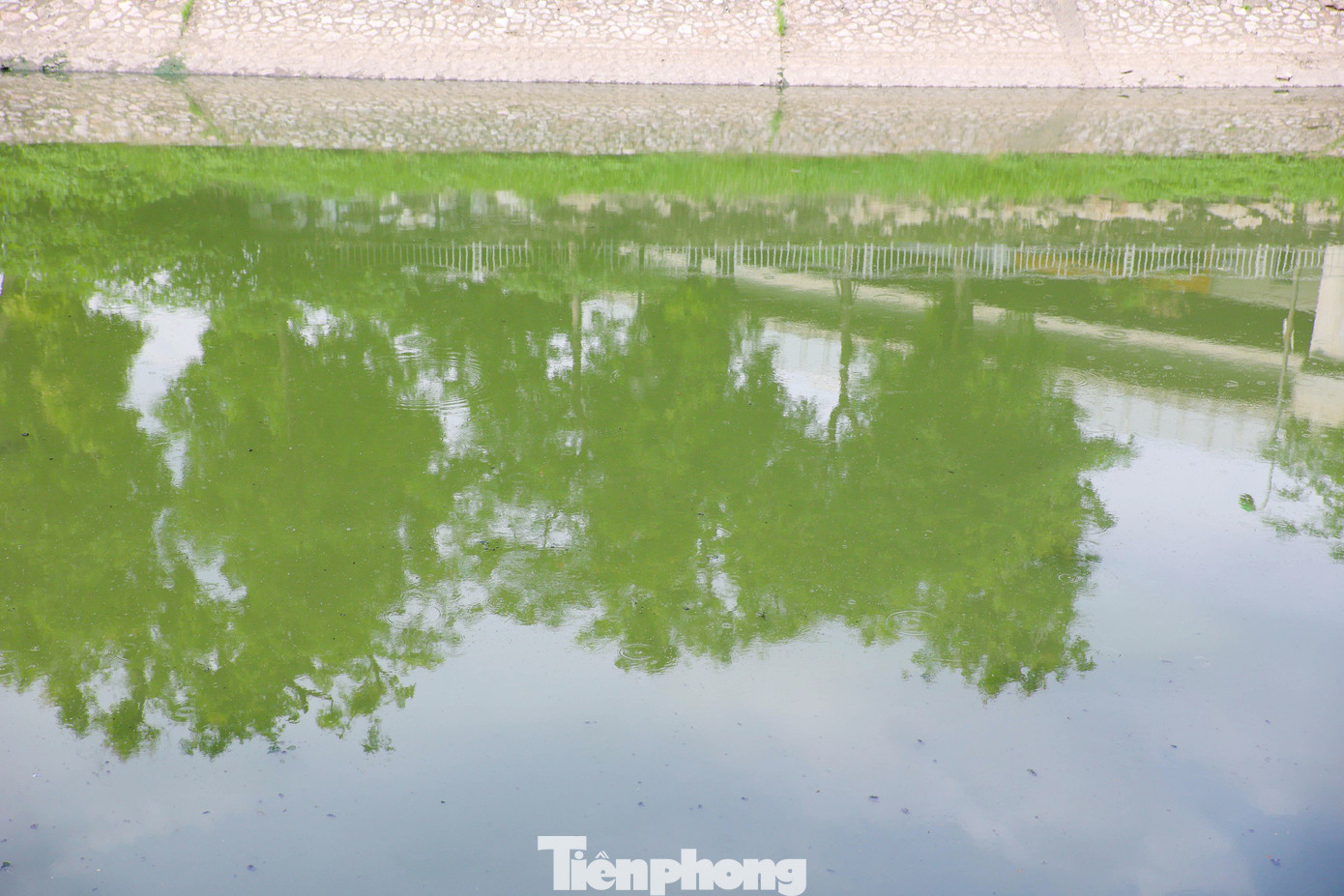 Cách đây vài ngày, nước sông Tô Lịch bỗng chuyển màu xanh lục khiến nhiều người dân Thủ đô thích thú. Theo Công ty TNHH MTV Thoát nước Hà Nội, nguyên nhân của hiện tượng này là do sông Tô Lịch được nhận một lượng lớn nước chảy vào từ hồ Tây. Ảnh: Nguyễn Trọng Tài.
