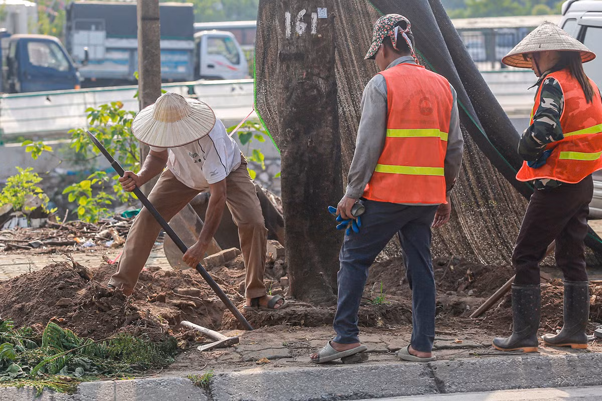 Theo tìm hiểu, cũng sẽ có hơn 200 cây xanh trên vỉa hè đường Tam Trinh được đánh chuyển thay vì chặt hạ. Những cây này thuộc nhiều loại: bàng, bằng lăng, đa, đề, hoa sữa, muồng, lộc vừng, phượng, sấu... hiện phát triển bình thường. Ảnh: Duy Phạm.