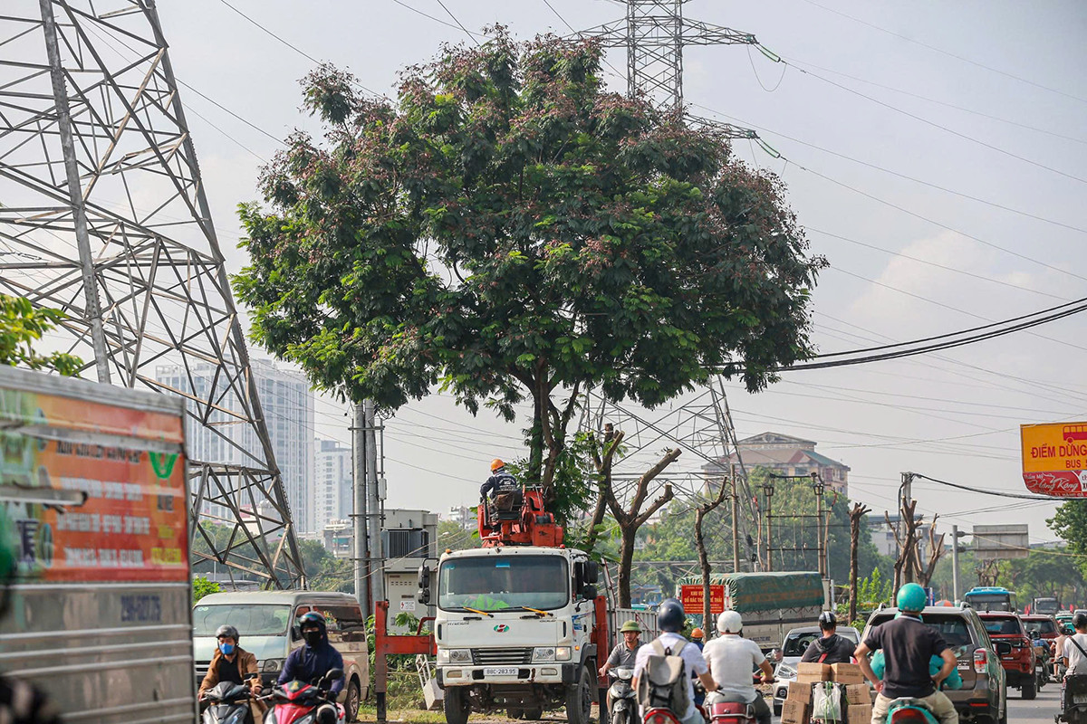 Được biết, lý do việc chặt hạ số lượng lớn cây xanh khi thực hiện dự án mở rộng đường Tam Trinh là những cây này được kết luận bị mục gốc, mục thân, cong queo, cụt ngọn. Ảnh: Duy Phạm.