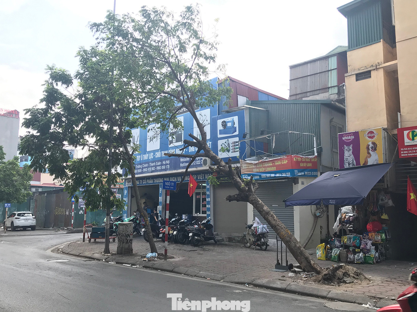 Một cây xanh khá to nghiêng đổ do bão số 3, đến nay đã hơn một tháng, chưa được xử lý triệt để trên đường Trường Chinh. Ảnh: Trường Phong.
