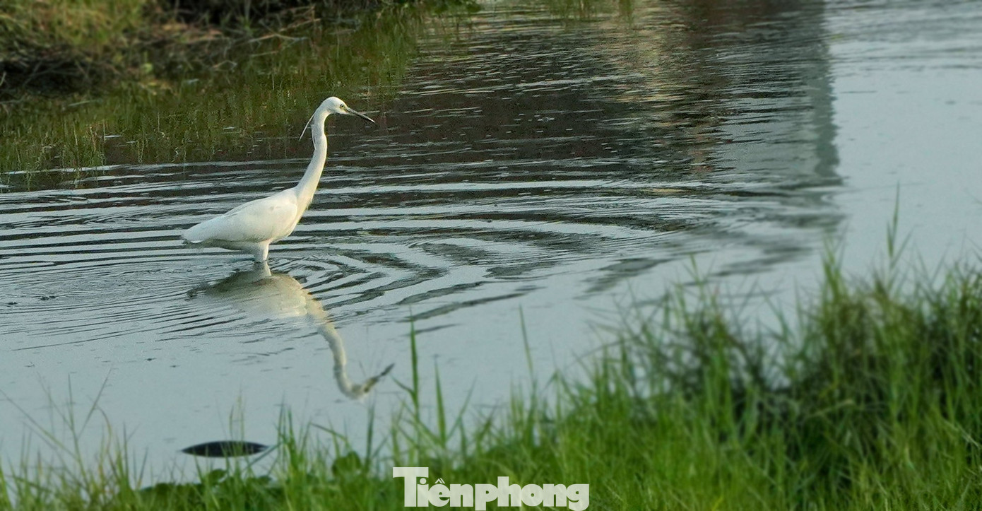 Thường đàn cò kéo về nơi đây kiếm ăn lúc sáng sớm và chiều tối, các vận động viên trên đường chạy có thể thấy cảnh tượng bình yên này khi tham gia Tiền Phong Marathon. Ảnh: Trọng Quân. Thường đàn cò kéo về nơi đây kiếm ăn lúc sáng sớm và chiều tối, các vận động viên trên đường chạy có thể thấy cảnh tượng bình yên này khi tham gia Tiền Phong Marathon. Ảnh: Trọng Quân.