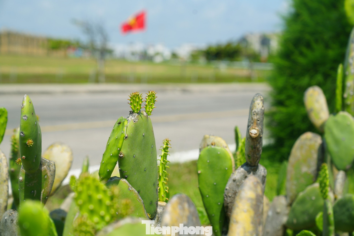 Nhiều cây xương rồng được trồng thành tiểu cảnh trên dải phân cách các tuyến đường mang lại nét độc đáo riêng có của vùng đất này. Ảnh: Trọng Quân. Nhiều cây xương rồng được trồng thành tiểu cảnh trên dải phân cách các tuyến đường mang lại nét độc đáo riêng có của vùng đất này. Ảnh: Trọng Quân.
