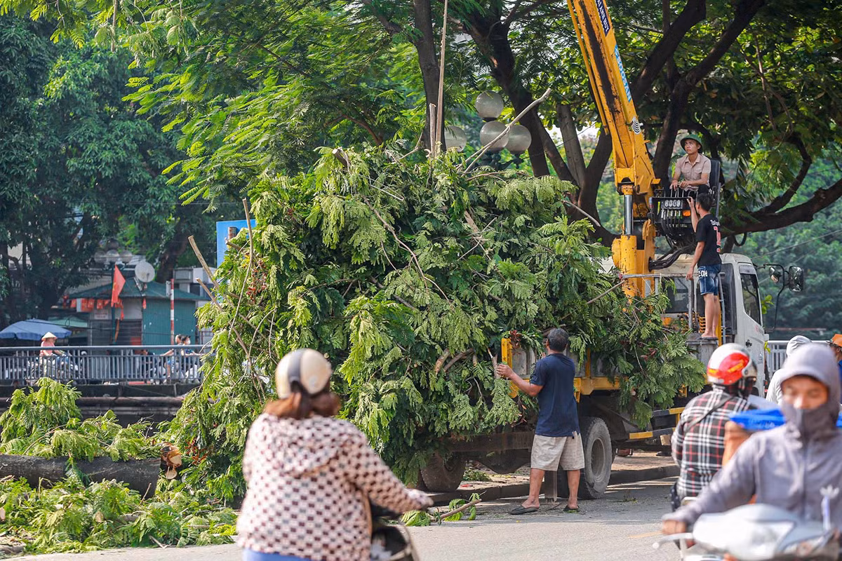 Những ngày qua, nhiều nhóm công nhân đã tiến hành cưa cành, cắt ngọn nhiều cây xanh ven tuyến đường Tam Trinh. Ảnh: Duy Phạm.