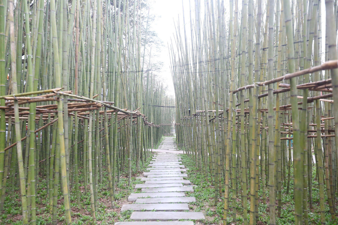 Hàng nghìn cây trúc tạo hình ảnh rất khác lạ, đặc biệt ở ven hồ Trúc Bạch. Ảnh: Duy Phạm Hàng nghìn cây trúc tạo hình ảnh rất khác lạ, đặc biệt ở ven hồ Trúc Bạch. Ảnh: Duy Phạm