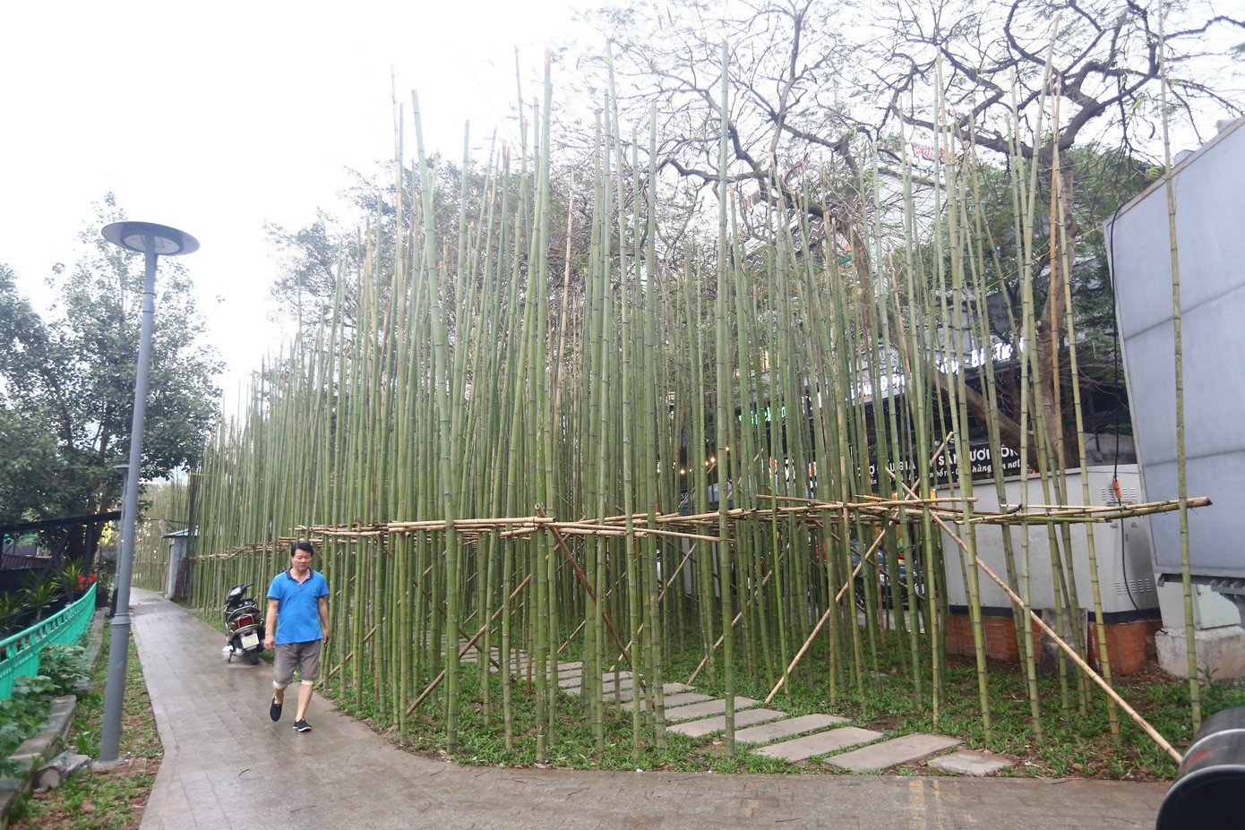 Theo UBND quận Ba Đình, việc trồng trúc ven hồ Trúc Bạch nhằm khơi gợi lại hình ảnh những rặng trúc ven hồ xưa kia, mang đến một địa điểm thú vị cho người dân và du khách. Ảnh: Duy Phạm Theo UBND quận Ba Đình, việc trồng trúc ven hồ Trúc Bạch nhằm khơi gợi lại hình ảnh những rặng trúc ven hồ xưa kia, mang đến một địa điểm thú vị cho người dân và du khách. Ảnh: Duy Phạm